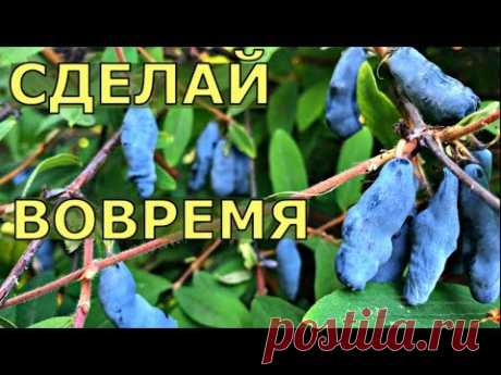 ЖИМОЛОСТЬ. ЧТО НЕОБХОДИМО СДЕЛАТЬ СРОЧНО? Уход, обрезка, размножение.