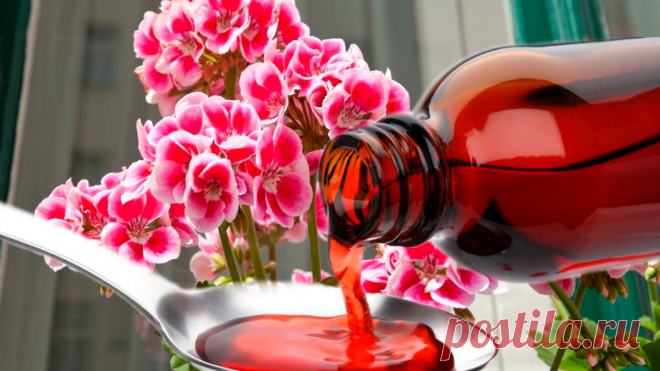 ГЕРАНЬ НЕВЕРОЯТНО ЦВЕТЕТ ОТ ЧУДО ПОДКОРМКИ! КОТОРАЯ ПОМОЖЕТ ОБРАЗОВАТЬ КРУПНЫЕ ШАПОЧКИ! | о саде | Яндекс Дзен