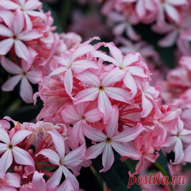 Весьма ценны и заслуживают широкого распространения во всех зеленых насаждениях ароматные цветы —лилии, гвоздика, левкой, резеда, матиола, табак душистый и др.; менее декоративные из них следует размещать на второстепенных местах.