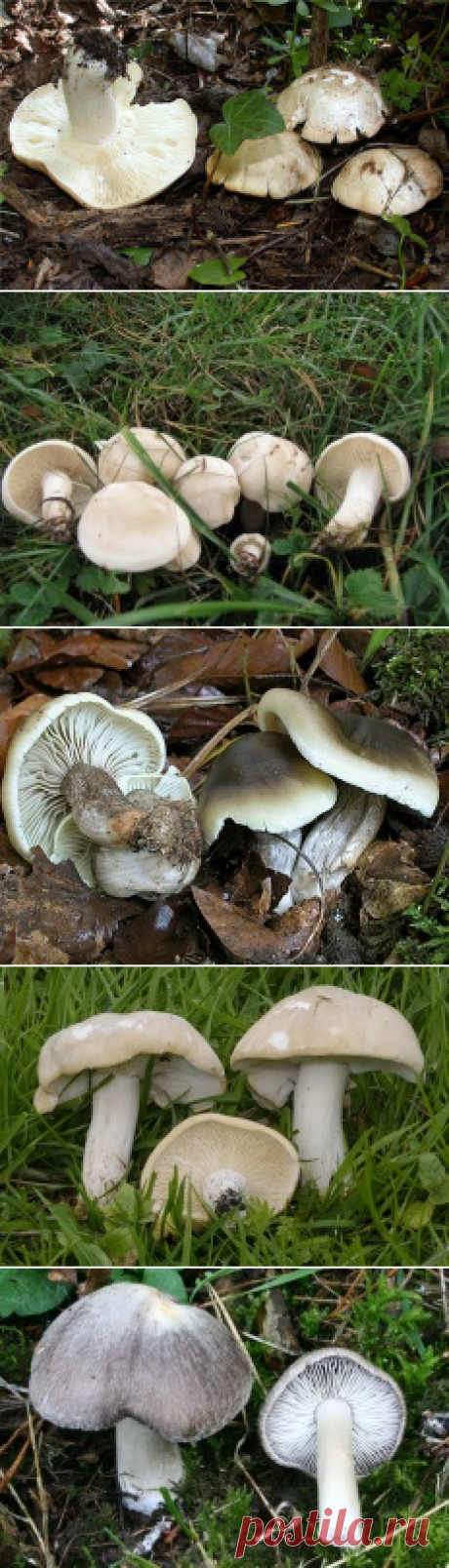 Рядовка майская (Калоцибе майская) (Calocybe gambosa) | Энциклопедия грибов