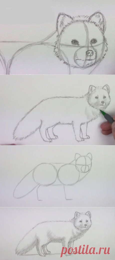 Поэтапное рисование карандашом животных для детей