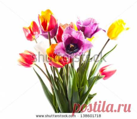 Bouquet Tulips On White Background Imagen De Archivo (stock) 92600095 - Shutterstock