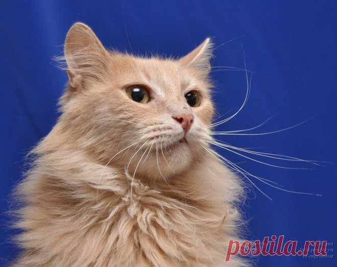 Санкт-Петербург! 🐈 
Здравствуйте, меня зовут Охра! Я, ласковая, неконфликтная и умная кошечка 2-ух лет. С нетерпением жду свою любящую семью! Уже больше года живу в приюте и очень тоскую по теплу и вниманию. У меня необыкновенный окрас и спокойный характер, все дела- в лоточек, стерилизована. Прекрасно отношусь к другим животным. Если Вам нужна настоящая хорошая кошка, о которой можно только мечтать, то тогда Вам ко мне!)
Звоните Марине и приезжайте знакомиться!
8-911-278-26-89