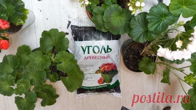 Лучшая подкормка для герани / Домоседы