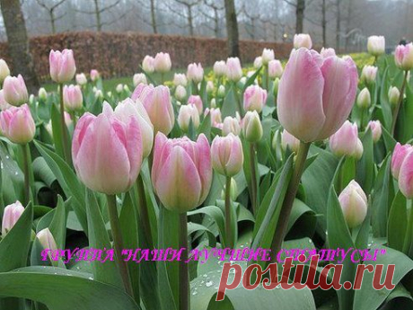 ღ♣ღ♣ღНАШИ ЛУЧШИЕ СТАТУСЫ!ღ♣ღ♣ღ★❶. Добавлена фотография в альбом •●♥●•ღ ЦВЕТЫ ღ•●♥●•
