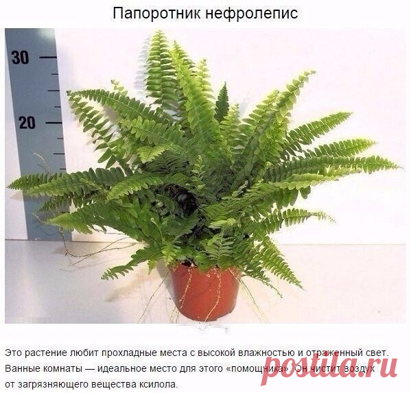 Комнатные растения для чистки воздуха