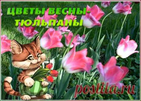 Открытка гиф с тюльпанами