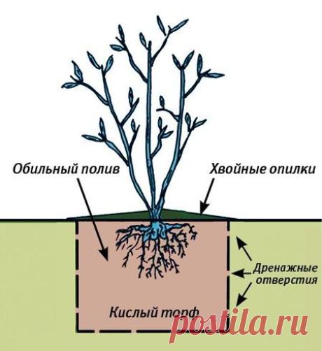 Посадка в колодцы

Раньше такие ягоды как клюква, черника, голубика, брусника можно было встретить только в лесу. Однако сейчас селекционерами выведено множество садовых сортов, которые можно посадить на даче или даже в горшке на подоконнике. Основное требование для лесных ягод – это кислый торф, но это не всегда возможно в условиях привычного чернозема или суглинка. Тогда можно прибегнуть к способу посадки в специальные колодцы.
Показать полностью…