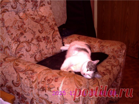 CATS-форум :: Просмотр темы - Кузя и его команда: Тара, Даня и Мусc.