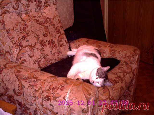 CATS-форум :: Просмотр темы - Кузя и его команда: Тара, Даня и Мусc.