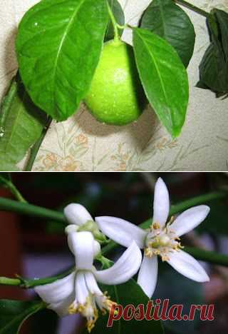 Вкусный Огород: Выращивание лимона в квартире