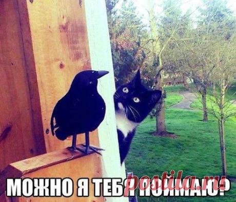 Котейка)