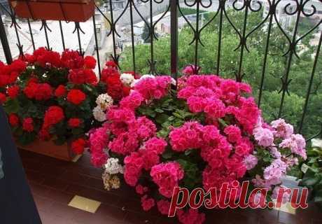 (46) Одноклассники