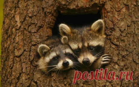 Подборка классных фото, доказывающих, что и животным не чужды нежные чувства | 😺 ПетКлаб | Яндекс Дзен