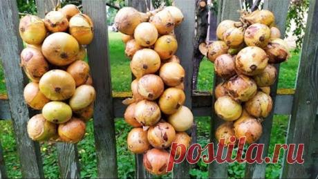 Как заплести лук в косы? Хранение лука