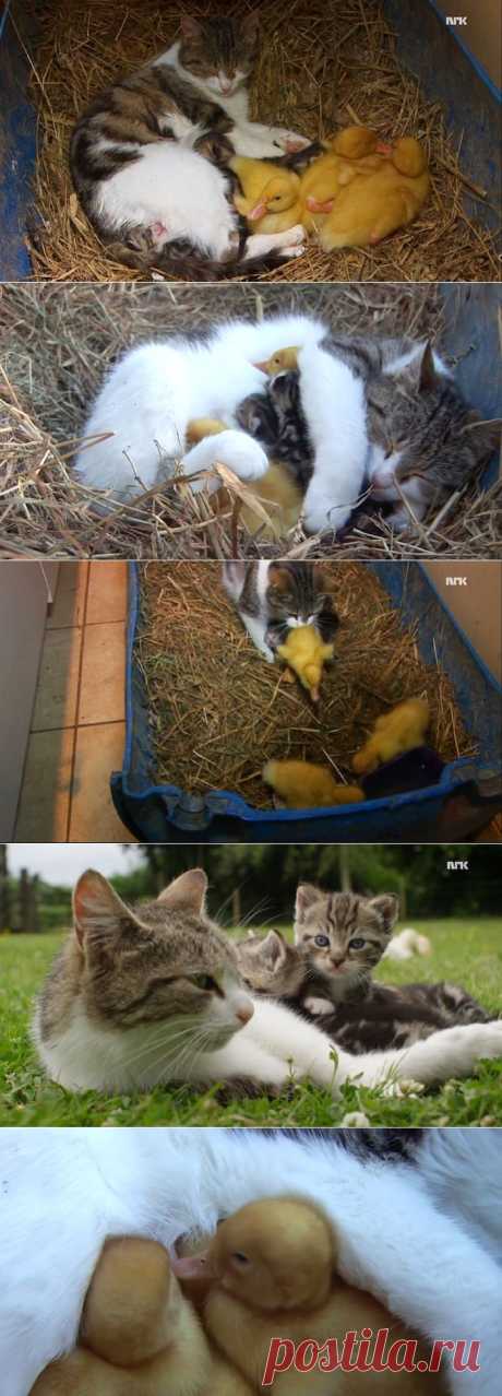 Кошка усыновила утят