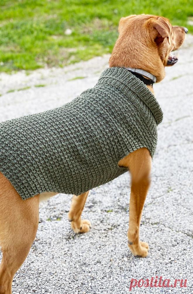 Dog Sweater Knitting Pattern {Straight Needles} This dog sweater knitting pattern is knit flat, in one piece on straight needles. Available in three sizes, small, medium and large.