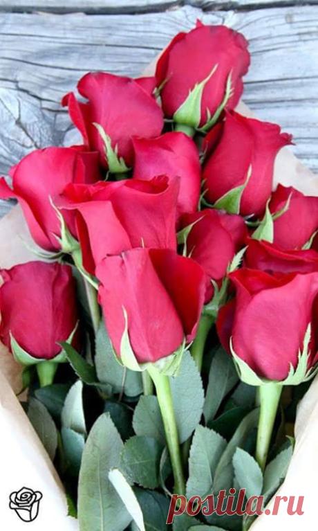 Галина Андреева – Google+