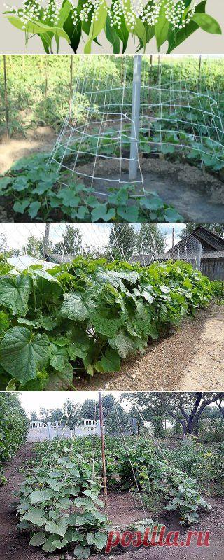 Одноклассники