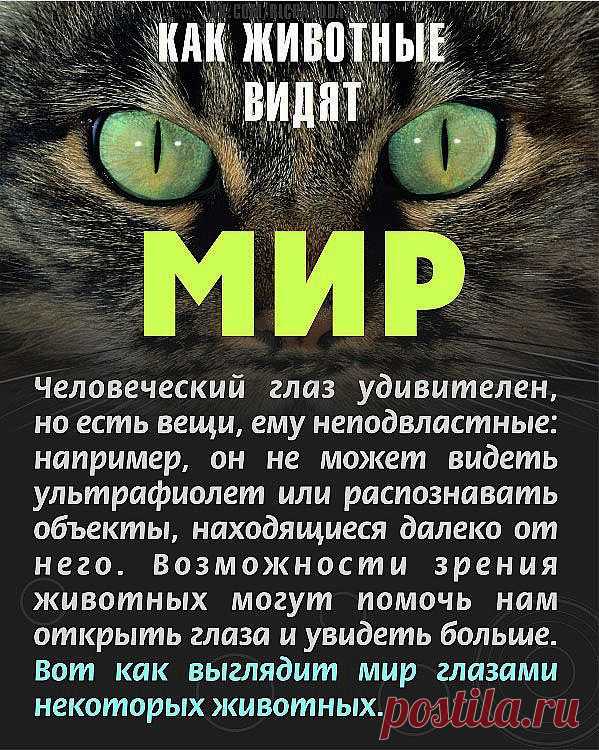 Мир глазами животных.