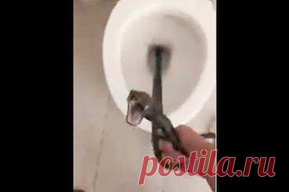 Змея два дня пряталась от змееловов в унитазе жилого дома. Жительница США зашла в ванную комнату и обнаружила змею, которая вылезла из туалета. Оказалось, что это плетевидный полоз. Обнаружив рептилию, женщина была в шоке и вызвала змееловов. Специалистам потребовалось два дня, чтобы извлечь змею: рептилия была недовольна необходимостью покинуть новое место обитания.