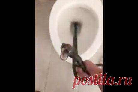 Змея два дня пряталась от змееловов в унитазе жилого дома. Жительница США зашла в ванную комнату и обнаружила змею, которая вылезла из туалета. Оказалось, что это плетевидный полоз. Обнаружив рептилию, женщина была в шоке и вызвала змееловов. Специалистам потребовалось два дня, чтобы извлечь змею: рептилия была недовольна необходимостью покинуть новое место обитания.