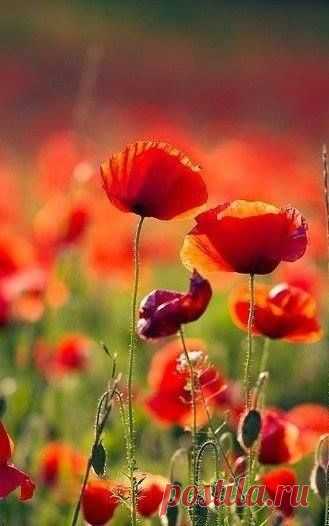 Чудесные цветы. Beautiful flowers pridėjo 6 new... - Чудесные цветы. Beautiful flowers