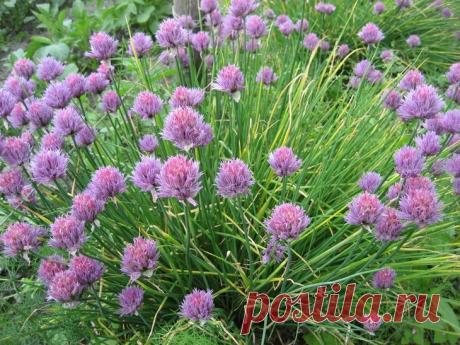 Шнитт-лук. Тонкие дудочки-листья этого лука идеально подходят для свежих салатов и являются ароматной приправой для супов, мясных, рыбных и овощных блюд. Шнитт-лук хорош и в ландшафтном дизайне: на протяжении 2-3 недель он цветет белыми, розовыми или нежно-фиолетовыми кисточками-головками. Этот вид лука растет на одном месте 5-6 лет, потом его куртины делят (в конце лета) и рассаживают на новое место.Лучшие сорта для выращивания в средней полосе: Богемия, Грасс, Зеленый лу...