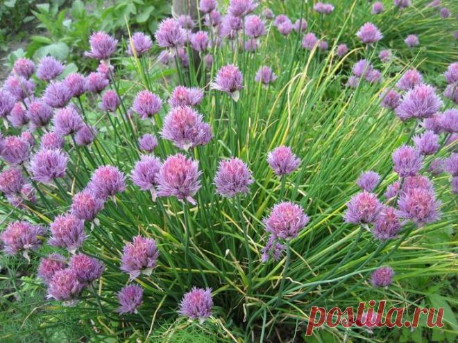 Шнитт-лук. Тонкие дудочки-листья этого лука идеально подходят для свежих салатов и являются ароматной приправой для супов, мясных, рыбных и овощных блюд. Шнитт-лук хорош и в ландшафтном дизайне: на протяжении 2-3 недель он цветет белыми, розовыми или нежно-фиолетовыми кисточками-головками. Этот вид лука растет на одном месте 5-6 лет, потом его куртины делят (в конце лета) и рассаживают на новое место.Лучшие сорта для выращивания в средней полосе: Богемия, Грасс, Зеленый лу...