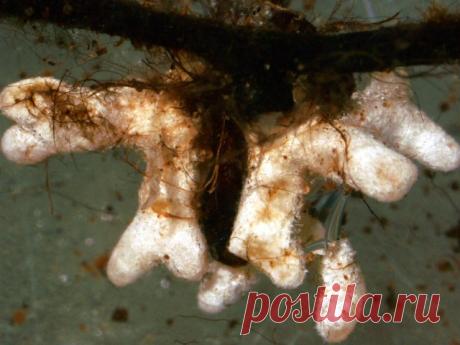 Что представляет собой микориза и как она влияет на почву и растения