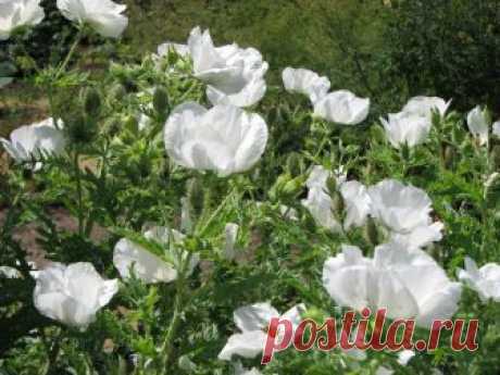 Аргемона — надежная конкурентка мака и анемон Несмотря на то, что на садовой сцене анемоны и маки присутствуют в течение ограниченного времени, да и после цветения листва скорее портит, чем украшает ансамбли, их и сегодня причисляют к самым популярным культурам. А вот еще одно, похожее на мак по цветению растение, аргемона встречается до обидно