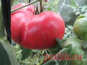 КРАТКАЯ АГРОТЕХНИКА ПО ВЫРАЩИВАНИЮ ТОМАТОВ 

1. Посев томатов - 2018 для теплицы планирую в сроки 5-15 марта , для открытого грунта будет один срок — 18-25 марта. С обязательной двойной перевалкой/пикировкой — сначала в 0.2л ( в стадии 2-3 настоящих листьев), затем в 1.0 л. Двойная пикировка — чтобы затормозить рост, чтобы рассада не вытягивалась. На вопрос «не слишком ли у меня поздние сроки посева» заранее отвечаю: я рассаду выращиваю под светодиодными лампами, под ними ...