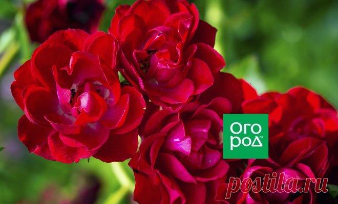 Розы флорибунда – 9 основных правил по выращиванию