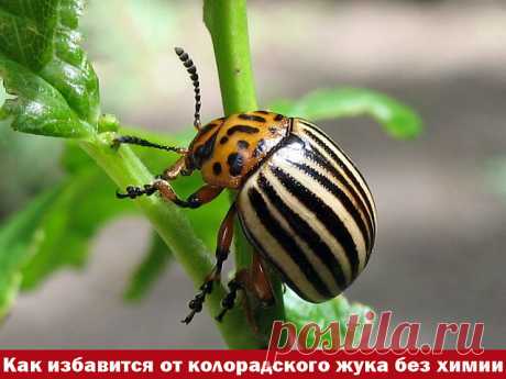 (49) Одноклассники