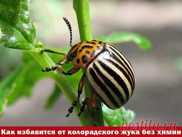 (49) Одноклассники
