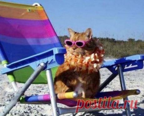 Кошки, знающие толк в летнем отдыхе / Питомцы