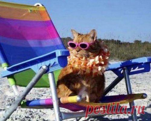Кошки, знающие толк в летнем отдыхе / Питомцы