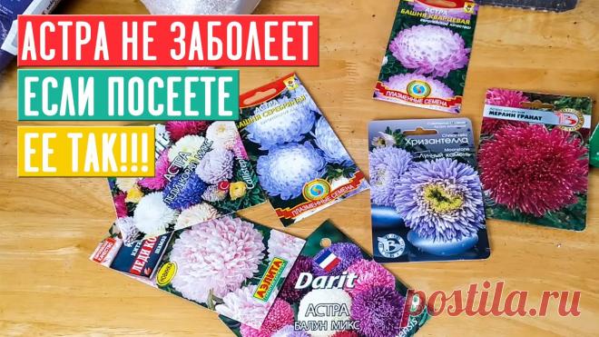 СЕЗОН 2020: САЖАЕМ АСТРЫ ПО ИНСТРУКЦИИ И ПРОБЛЕМ С РАССАДОЙ НЕ БУДЕТ!!! / Садовый гид Друзья, здравствуйте! С вами Лариса Зарубина и канал САДОВЫЙ ГИД! У нас продолжаются практические занятия, на повестке дня АСТРЫ! Это прекрасные цветы, но мн...