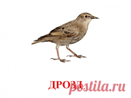 ДРОЗД.