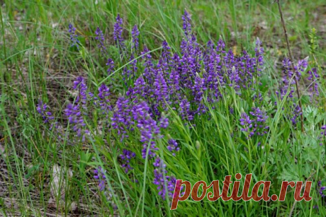 Истод обыкновенный (Polygala vulgaris)
