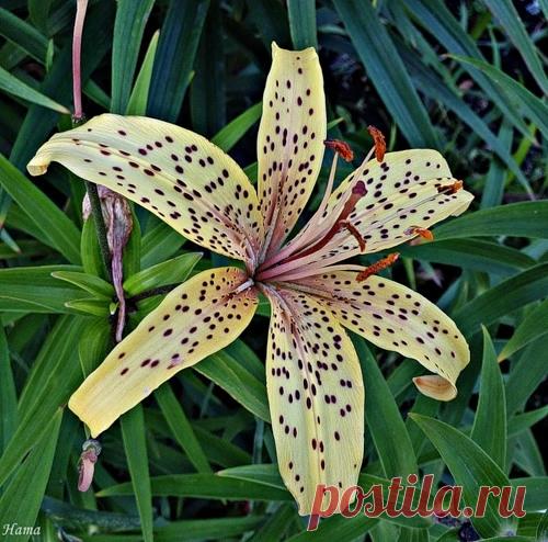 ЛИЛИЯ садовая -выращивание и уход