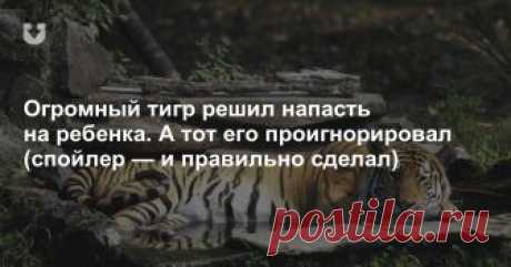 Огромный тигр решил напасть на ребенка. А тот его проигнорировал (спойлер — и правильно сделал) Огромный тигр решил напасть на маленького мальчика. А тот беззаботно играл, не обращая на животное никакого внимания. И правильно делал, ведь между ним и хищником было защитное стекло вольера. А значит, животное не могло нанести малышу никакого вреда.