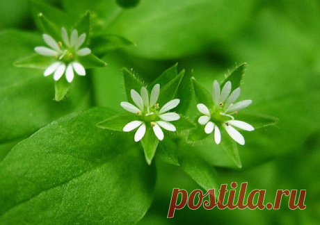 Как и что лечит мокрица? - ЗЕЛЁНАЯ СИЛА МАКОШИ - Группы Мой Мир