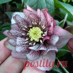 Некапризные морозники для мест с притенением | Дачный участок