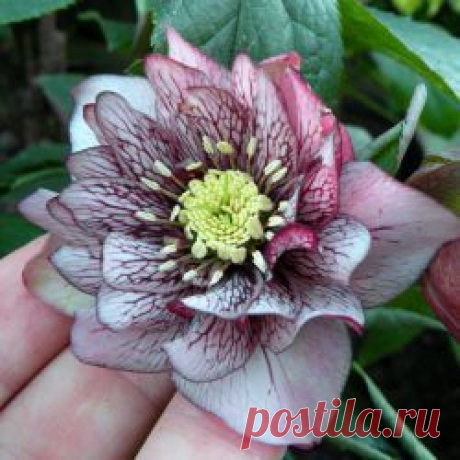 Некапризные морозники для мест с притенением | Дачный участок