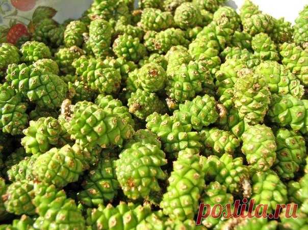 ВАРЕНЬЕ ИЗ СОСНОВЫХ ШИШЕК

Очень вкусное и полезное варенье получается из сосновых шишек. Цвет у «соснового варенья» розовато-коричневый, а на вкус оно медово-смолистое.

Варенье из молодых сосновых шишек издавна использовали при простудах, бронхитах, кашле, ангине, гриппе и туберкулёзе лёгких.

Собирать сосновые шишки лучше с конца мая до конца июня, когда они уже стали сантиметра 3 длинной, но не начали коричневеть и деревенеть.
Сосна - это однодомное растение, а значит,...