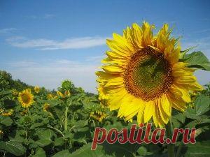 Корень подсолнуха: лечебные свойства и рекомендации по применению