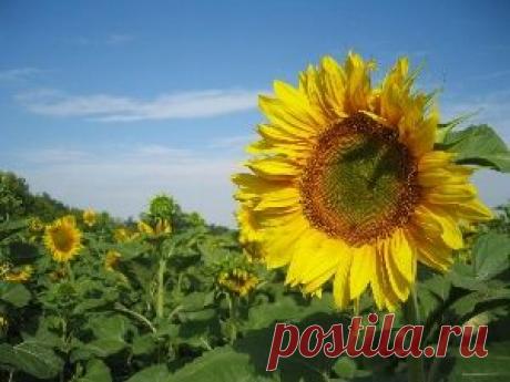 Корень подсолнуха: лечебные свойства и рекомендации по применению