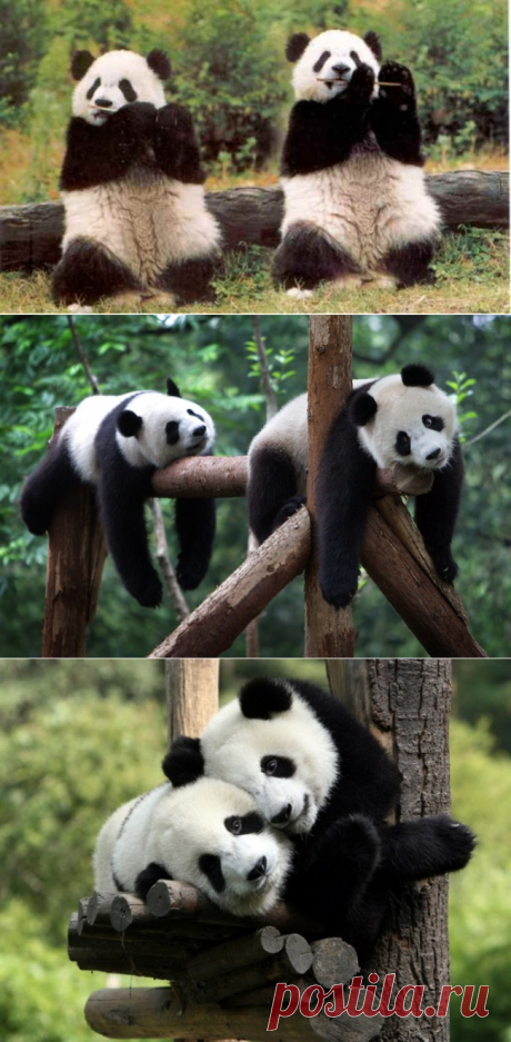 Панд много не бывает