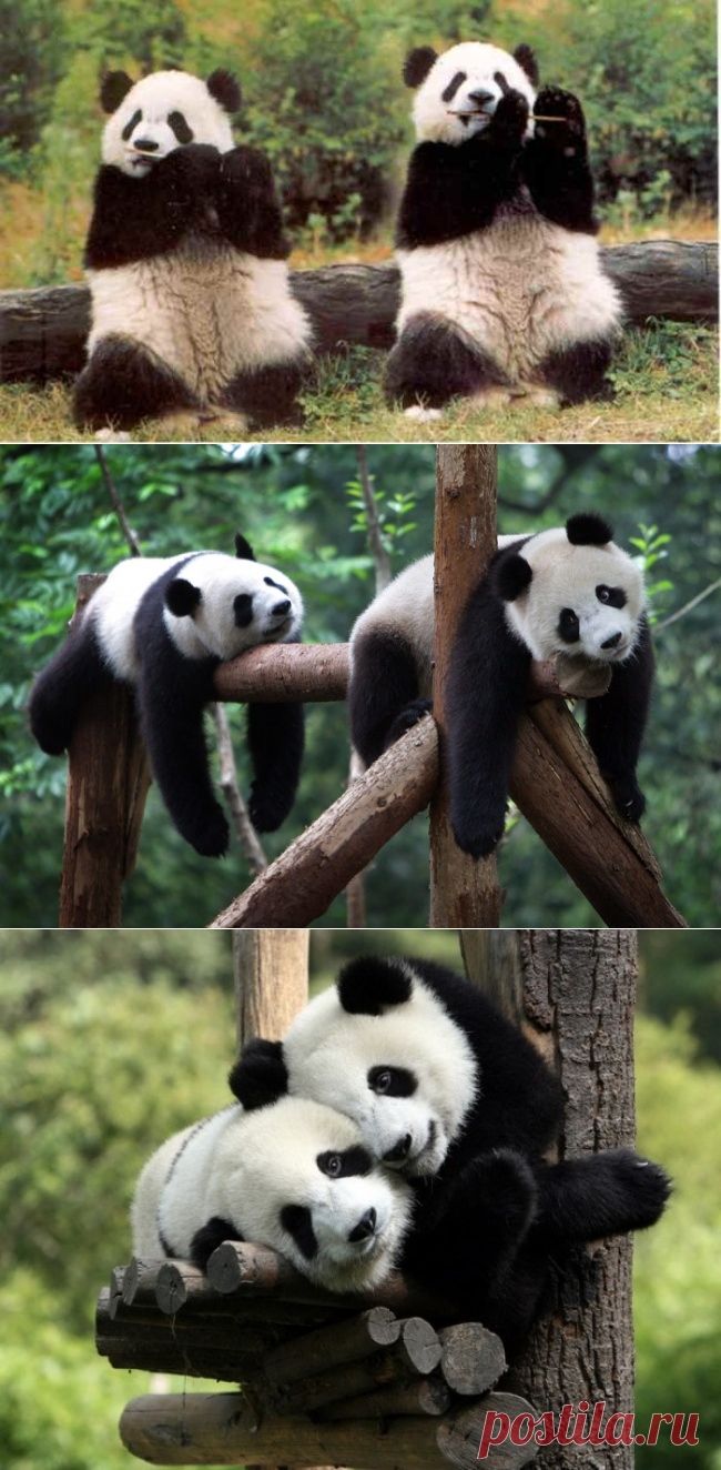 Панд много не бывает